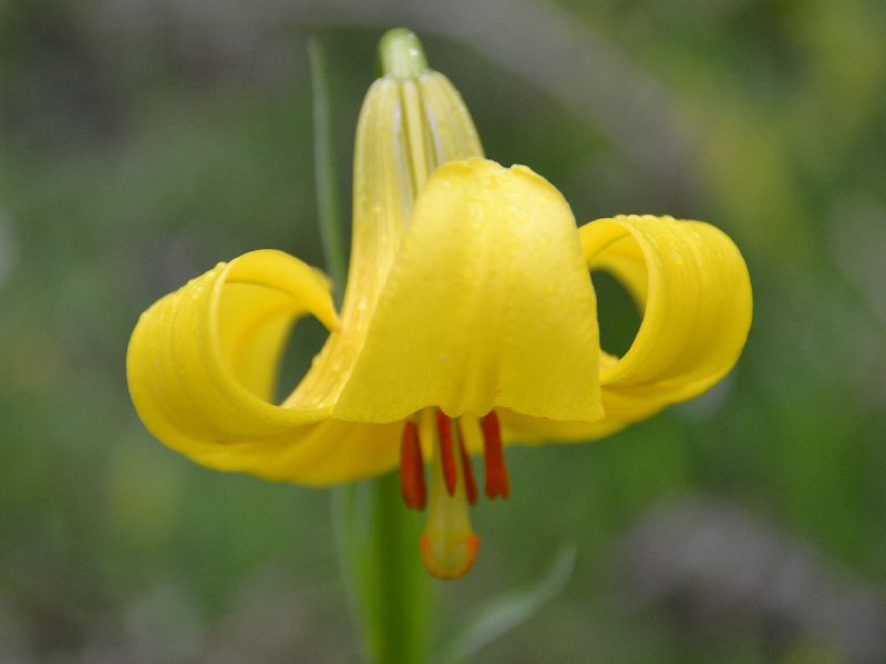 Το Λείριον της Ροδόπης (Lilium Rhodopaeum)